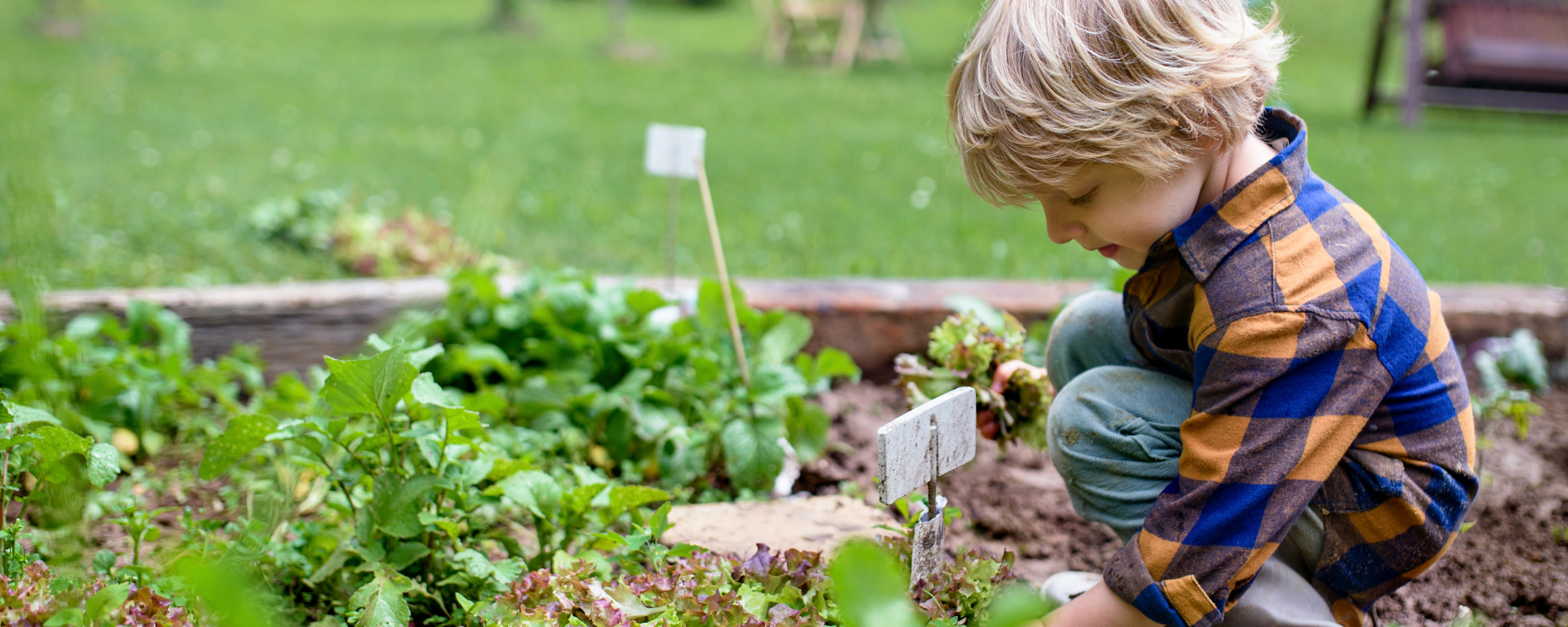 A young child with blonde hair crouches in a raised garden bed, planting or tending leafy green plants in the soil. The child is wearing a blue and orange plaid flannel shirt and green pants.